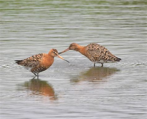 Herts Bird Club 2023 Black Tailed Godwit Rye Meads ADay 31Jul