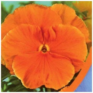 Виола Витрокка оранжевая (orange) купить семена фиалки Moravoseed ...