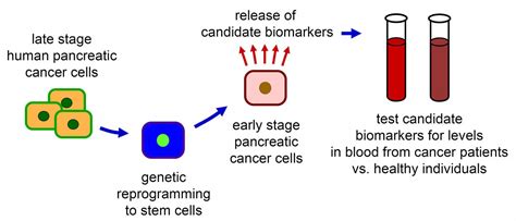 Pancreatic Cancer Biomarkers [image] Eurekalert Science News Releases