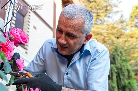 Mature Gardener Making Arrangement And Cutting A Rose Bush Using