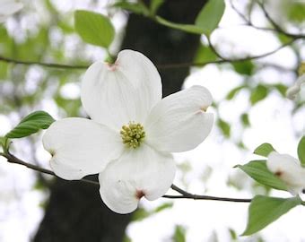 10 White Dogwood Tree Seeds-1193 - Etsy