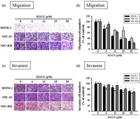 Epigallocatechin‐3‐gallate Inhibits Migration Of Human Nasopharyngeal