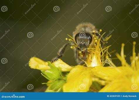 Ritratto Capo Dell Ape Sul Fiore Giallo Immagine Stock Immagine Di