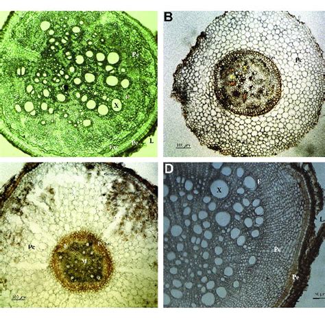 Photomicrographs Of Transverse Sections Of Fabaceae A B Download Scientific Diagram