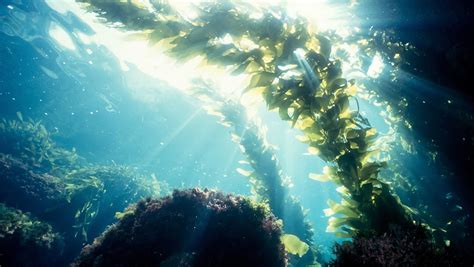 Kombu Seaweed: Properties, characteristics , benefits and more