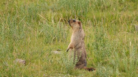 Marmot An Animal Celebrity On Social Media Cgtn