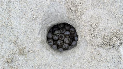 Triple Sea Turtle Nests Today Caswell Beach Turtle Watch