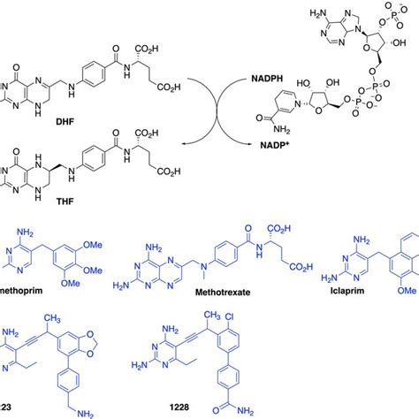 Substrates and Inhibitors of DHFR a Dihydrofolate reductase (DHFR ...