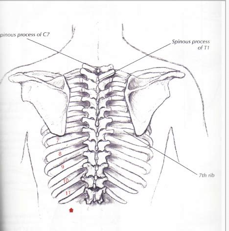 Thorax And Lungs Flashcards Quizlet