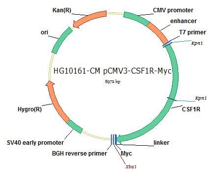 Human M CSFR CSF1R CDNA Clones HG10161 Sino Biological