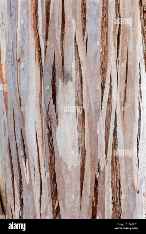 Eucalyptus Glaucescens Tingiringi Gum Tree Bark Stock Photo Alamy