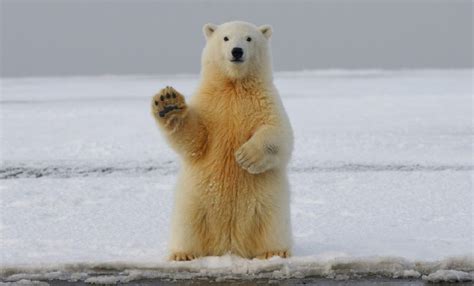 Curiosidade Do Urso Polar - Dia Internacional do Urso Polar: cinco curiosidades sobre o ameaçado ...