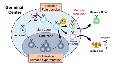 How Are Memory B Cells and Long-Term Immune Memory Made? | Technology ...