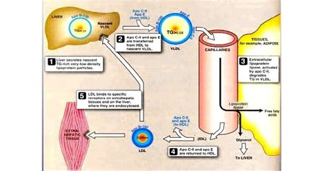 Metabolism of VLDL - www.medicoapps.org