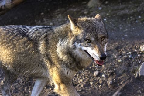 Le Loup Biblioth Que Banque D Images Gratuites Libres De