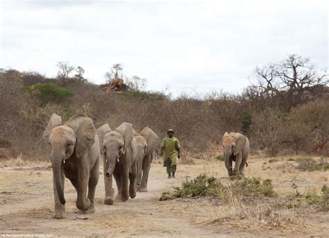 Sheldrick Wildlife On Twitter Hurry Applications Close Tomorrow