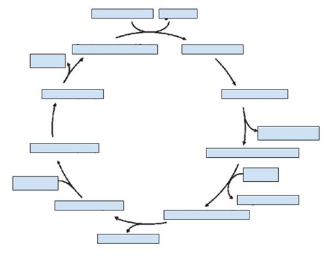 Exam 1 Study Guide Diagram Quizlet