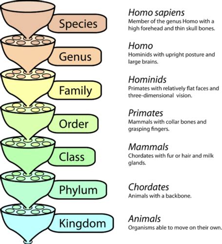 English Vocabulary