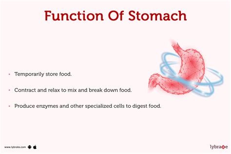 stomach human anatomy picture function diseases