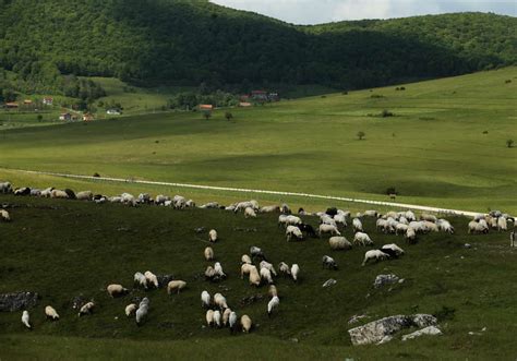 Psi lutalice rastrgli ovce u selu Goračići