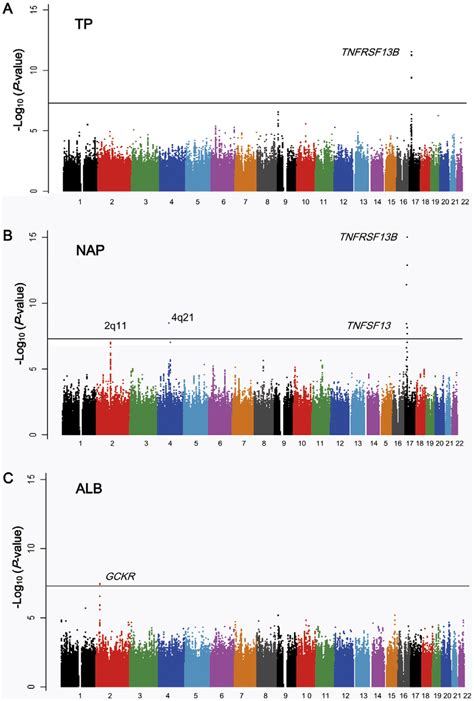 Manhattan Plots For The Gwas Of A Tp B Nap And C Alb Snps Were