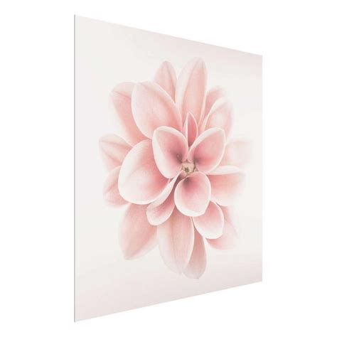 Dahlie Rosa Pastell Blume Zentriert Glasbild Als Quadrat Bilderwelten