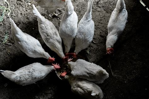 Los Pollos Blancos Se Comen En Un Cuenco Vista Superior Una Bandada