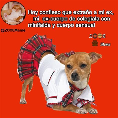 Pin En Perros