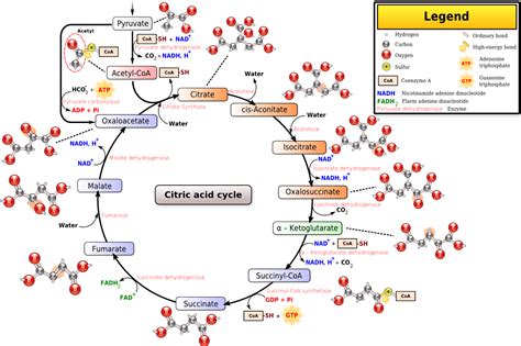 Citric acid cycle - wikidoc