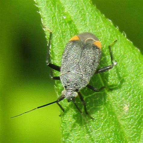 Plant Bug Sort Of Like Largus Succinctus BugGuide Net