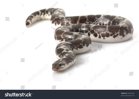 Anery Kenyan Sand Boa Eryx Colubrinus Stock Photo 28295638 Shutterstock