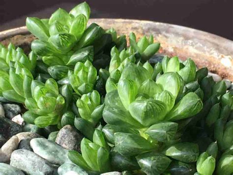 Haworthia Cymbiformis Var Obtusa Mundo De Las Suculentas 2024