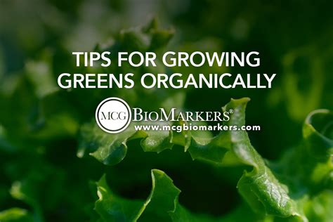 Tips For Growing Greens Organically Mcg Bio Markers