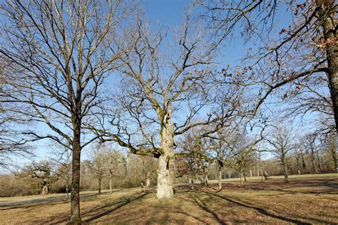 Eiche Auf Der Schweizersweide Bei Langenburg Monumentale Eichen Von