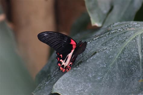 Scarlet Mormon Butterfly - ZooChat