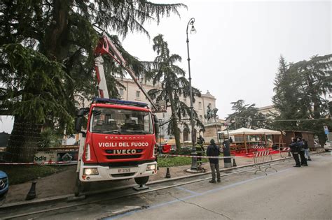 Perugia Grosso Albero Minaccia La Pista Del Ghiaccio Il Comune Decide