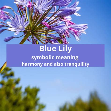 Blue Lily Symbolic Meaning