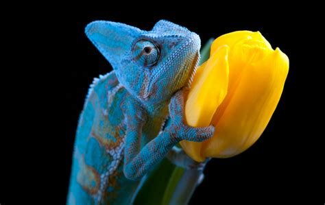 10 Fun Facts About Chameleons ReptileStartUp