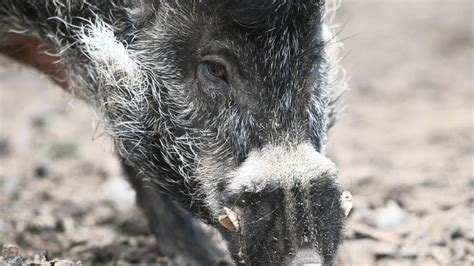 Auszeichnungen Pustelschwein Ist Zootier Des Jahres Zeit Online