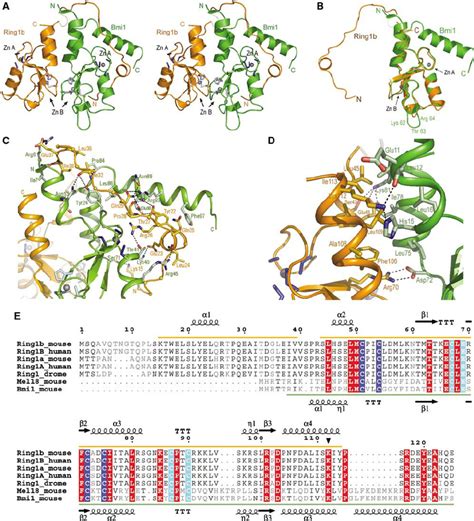 The Crystal Structure Of The Ring1b Bmi1 RingRing Complex A