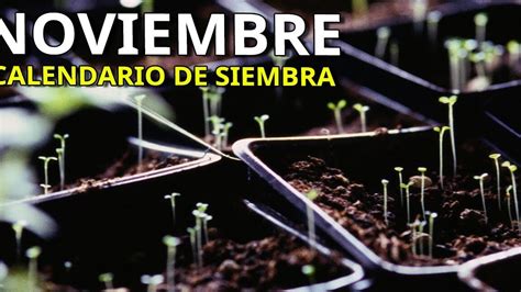 Descubre Las Verduras Que Puedes Plantar En Noviembre Para Una Cosecha