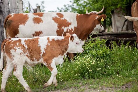 A Mother Cow and Her Calf Stand in a Farm Stock Photo - Image of brown, graze: 72945522