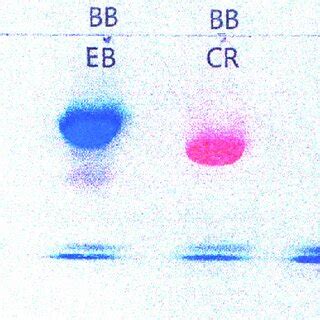 Reduced Migration Of Congo Red Cr When Compared To Bromophenol Blue