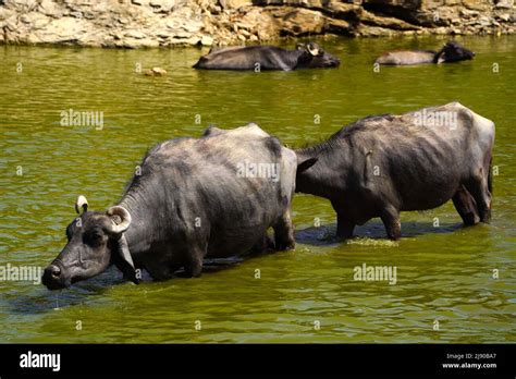 Buffaloes Taking A Dip In The Lake On A Hot Summer Day On The Outskirts