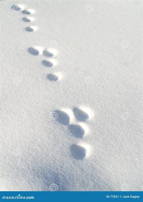 Rabbit Footprints In Snow Stock Image - Image: 77031