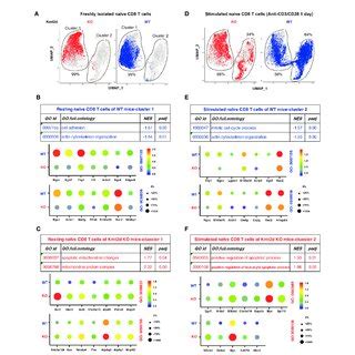 Altered Expression Of Apoptosis Related Genes In Single Cd T Cells