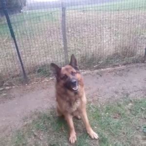 Urgent Sauvetage Berger Allemand Centre Canin Felin Jorel