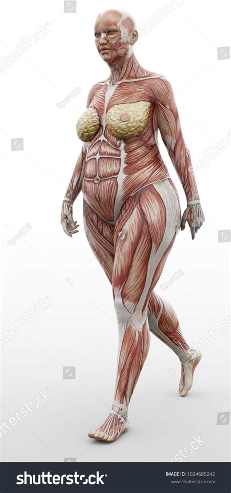 3d Rendering Anatomical Woman Fat Muscles Stock Illustration 1024685242 ...