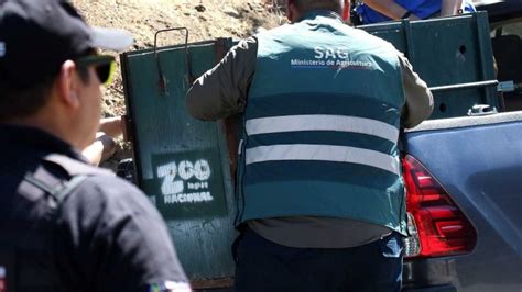 Fantasma De Los Andes C Maras Camufladas Captan In Dito Registro De