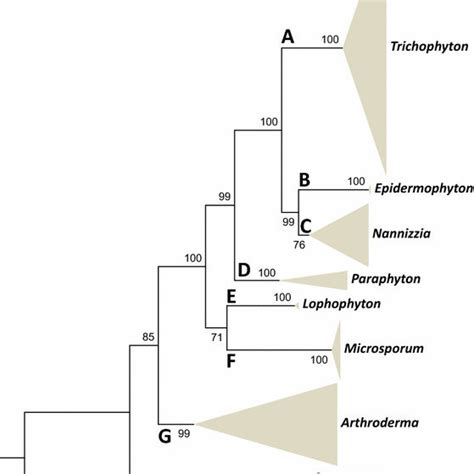 Maximum Likelihood Phylogenetic Tree Raxml V800 Based On Its And